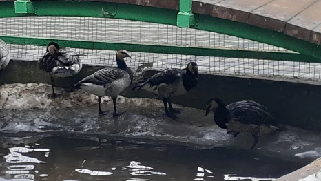 В Липецке привили почти 2 000 птиц от гриппа