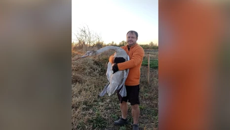 Липецкий археолог спас молодого лебедя