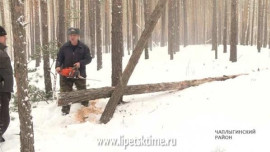 Лесники региона начали вырубку сухих и больных деревьев