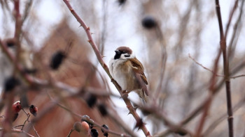 В Липецке успешно продолжается перепись воробьев