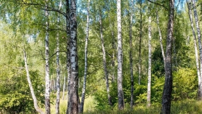 В Ельце по факту вырубки деревьев в парке возбуждено уголовное дело