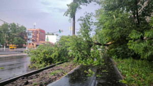 На нескольких улицах в Липецке упали деревья из-за сильного ветра 