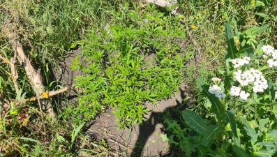 23 куста конопли выращивал на своём участке житель Усмани