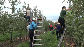 Аграрии Липецкой области планируют отправить на продажу 30 тысяч тонн яблок