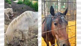 В «Бригантине» проверили состояние лошадей после резонансных фото