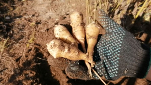 Липецкий топинамбур повезли в Китай