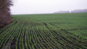 В Липецкой области аграрии посеяли 340 тысяч гектаров озимых культур под урожай 2025 года