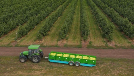 В Липецкой области собрали 73 тысячи тонн яблок