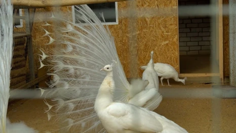 Липецкий зоопарк дает советы по заботе о пернатых в День птиц