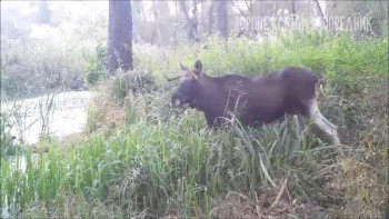 Лось и олени попали в объектив фотоловушки на границе с Липецкой областью