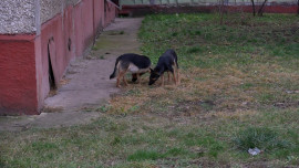 Жители многоэтажек на улице Московской возмутились стаей бродячих собак