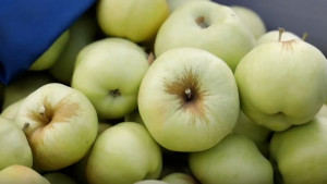 До 75 тыс. тонн яблок соберет Липецкая область в 2025 году