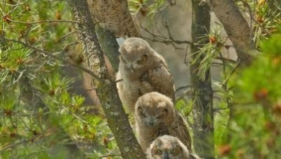 В Липецке сегодня до +17 градусов возможен дождь