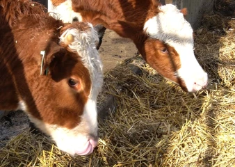 Липецкая область получит 18 млн рублей на развитие геномной селекции в животноводстве