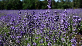 В Липецкой области расцвела лаванда