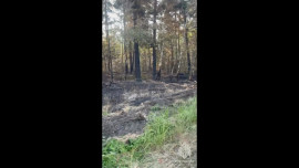 МЧС: активное горение в Воронежском заповеднике отсутствует