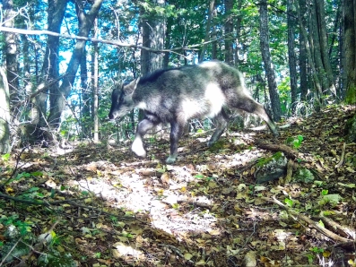 Амурский горал. Фото дирекции заповедников «Земля леопарда»