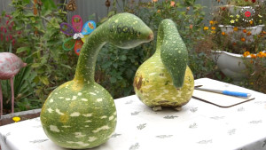 Житель Липецкой области выращивает овощи необычной формы