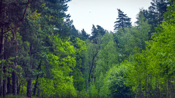 В Липецкой области продлили ограничение на посещение лесов 