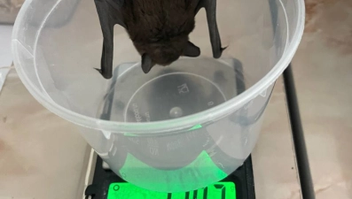 В липецком зоопарке ищут таинственного спасителя редкой летучей мыши