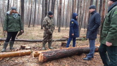 Липецкая природоохранная прокуратура обнаружила незаконную вырубку деревьев в Усманском лесничестве