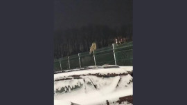 Ушастая сова прилетела в Липецк на День зимующих птиц