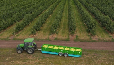 В Липецкой области собрали 73 тысячи тонн яблок