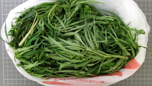 Полиция задержала ельчанку за хранение марихуаны 