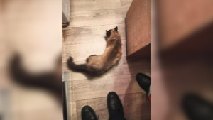 Спасатели вызволили кошку из-под газовой плиты в Липецке