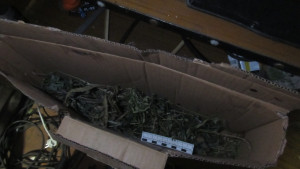 В Данкове возбуждено уголовное дело за хранение конопли