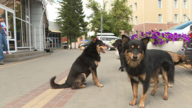 Почти 2 тысячи бездомных животных отловили в Липецкой области за полгода