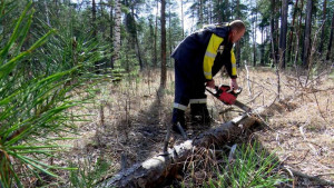 В лесничаствах Липецкого региона было задержано 90 браконьеров за «запрещённую» древесину