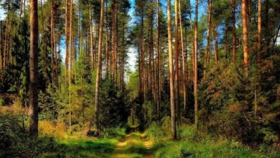 Задонские лесники провели генеральную уборку в лесу