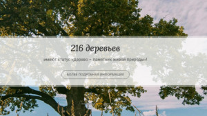 Как проходит всероссийская программа «Деревья - памятники живой природы» 