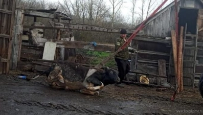 В Липецкой области бык провалился в погреб