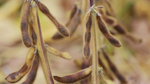 Рекордный урожай сои собрали в Липецкой области