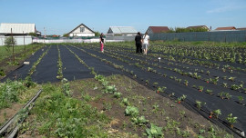 Соцконтракт помог создать крупнейшее в Липецкой области подсобное хозяйство по выращиванию ягод