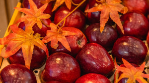 В Липецкой области собрали 60 тыс. тонн яблок