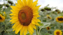 Аграрии Липецкой области собрали 957 тысяч тонн масличных 