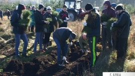 В Ельце создают зеленую зону