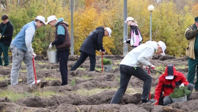 Больше 20 тысяч сеянцев деревьев высадили в Липецкой области