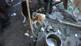 Довели собак до смерти: в Липецкой области забили тревогу из-за «чёрной передержки» 