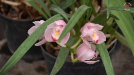 В Липецком «Зеленхозе» подвели итоги года