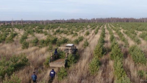 В лесхозах начали заготовку новогодних деревьев (видеосюжет) 