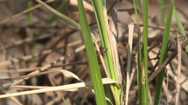 Клещи за неделю покусали 92 человек в Липецкой области