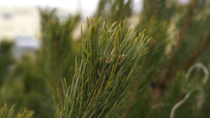 Новогодние ёлки начнут продавать в Липецкой области с 15 декабря