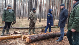 Липецкая природоохранная прокуратура обнаружила незаконную вырубку деревьев в Усманском лесничестве