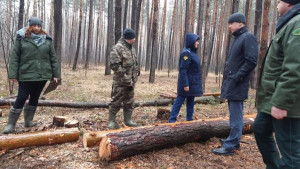 Липецкая природоохранная прокуратура обнаружила незаконную вырубку деревьев в Усманском лесничестве