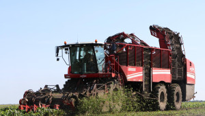 В Липецкой области собрали уже 2 миллиона тонн сахарной свёклы