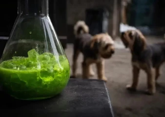 В Липецкой области зафиксированы случаи отравления собак противотуберкулезным препаратом